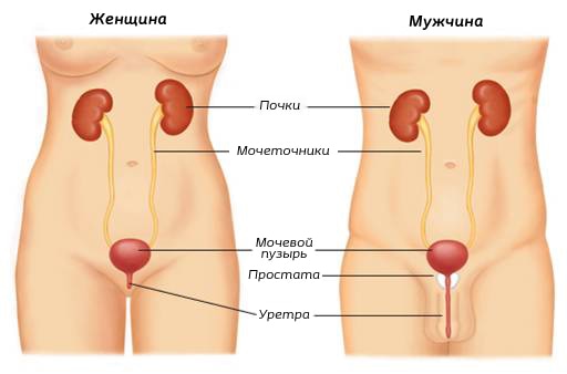 Мочевой Пузырь При Беременности Фото